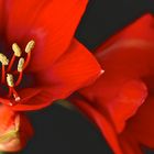 Amaryllis