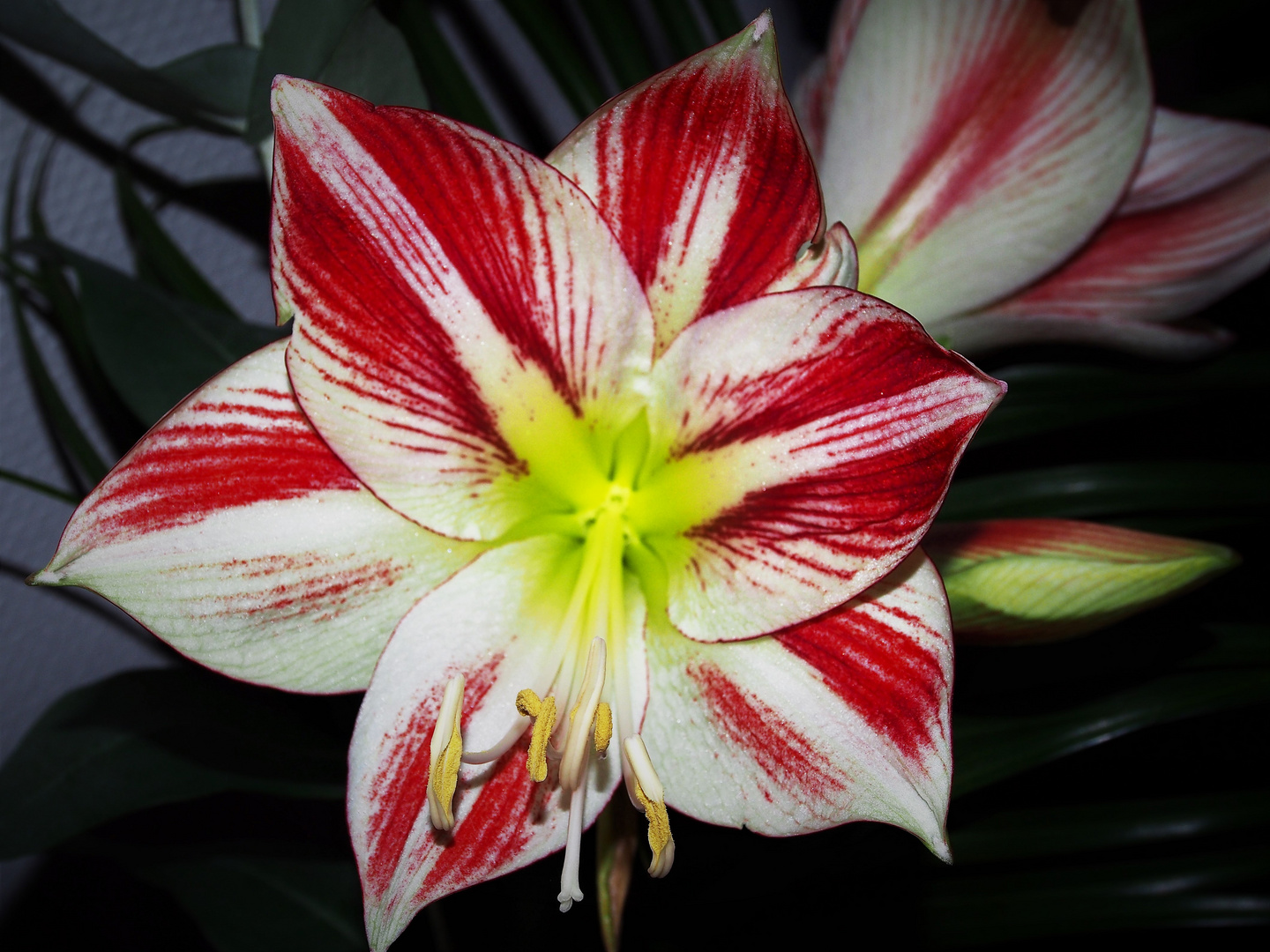 Amaryllis