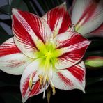 Amaryllis