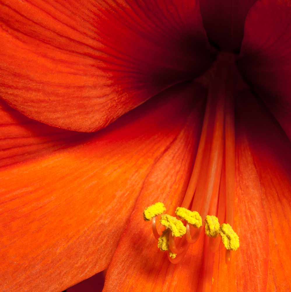 Amaryllis