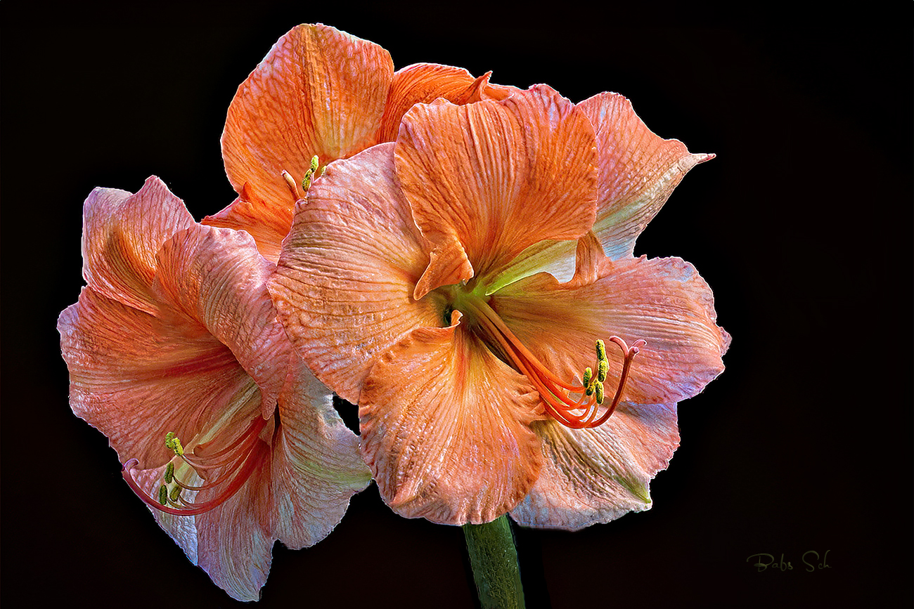 Amaryllis