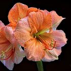 Amaryllis