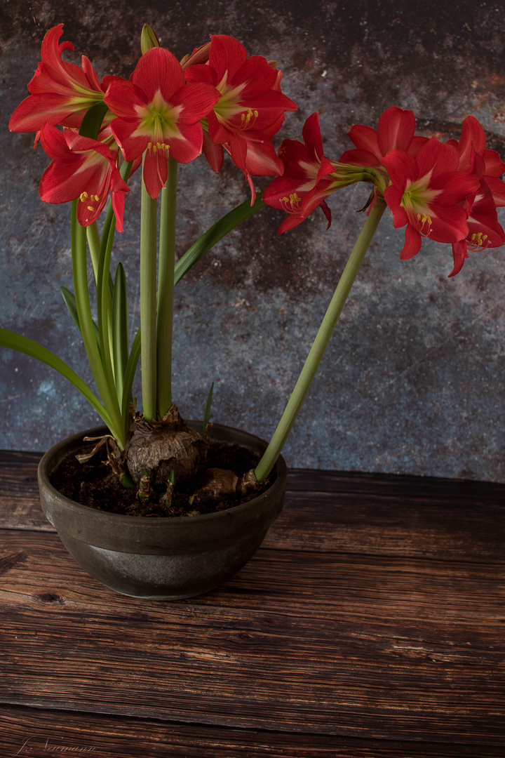 Amaryllis