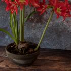 Amaryllis