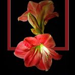 Amaryllis