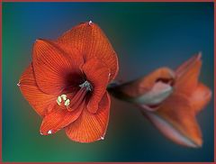 Amaryllis