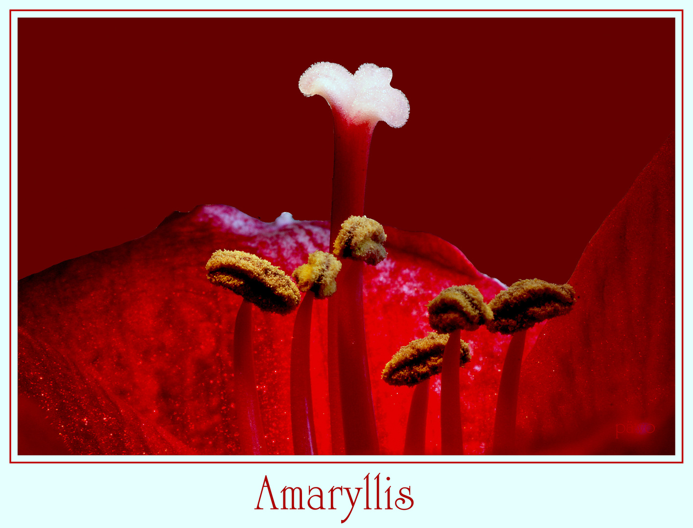 Amaryllis