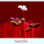 Amaryllis