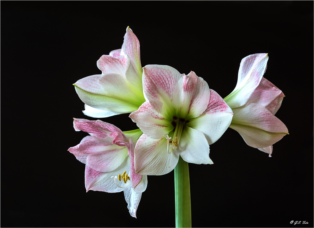 Amaryllis