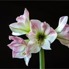 Amaryllis