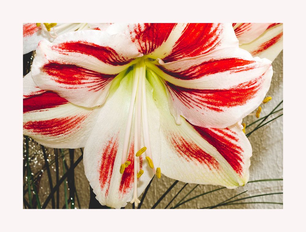 Amaryllis