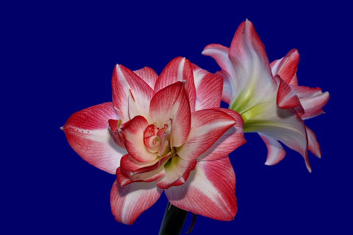 Amaryllis