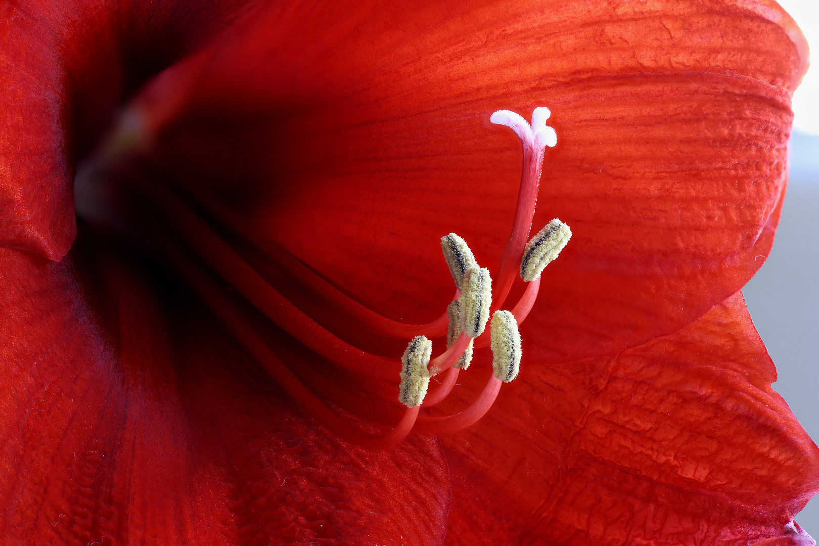 Amaryllis