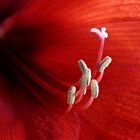 Amaryllis