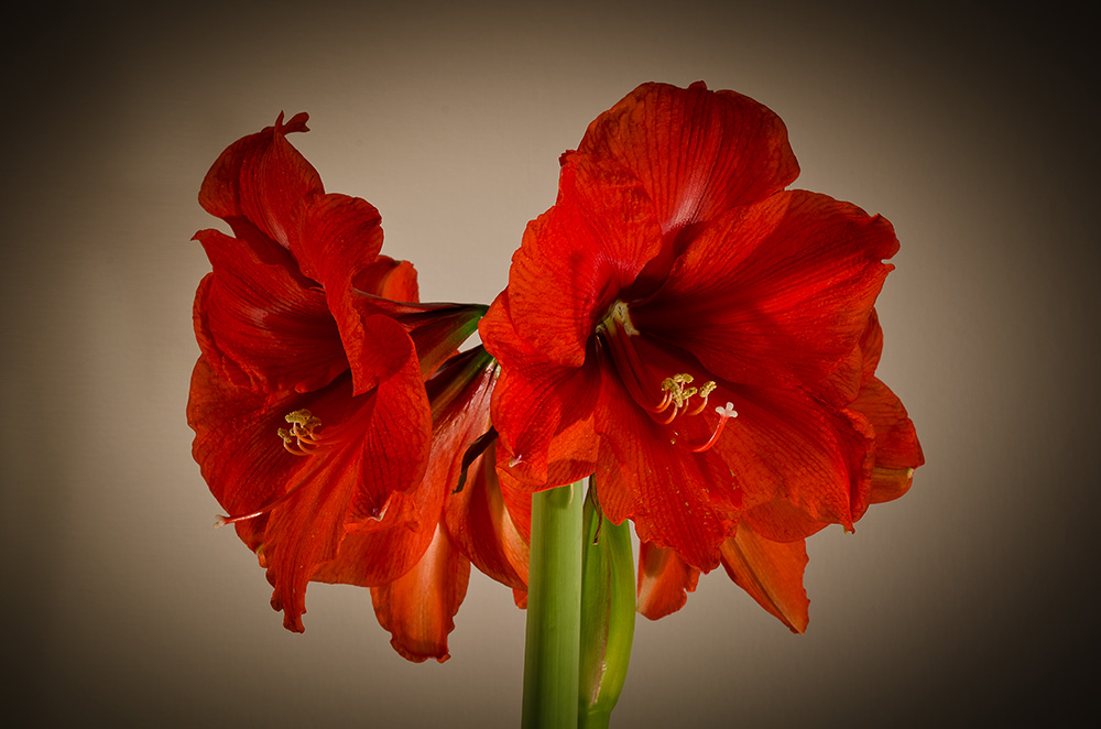 Amaryllis