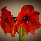 Amaryllis