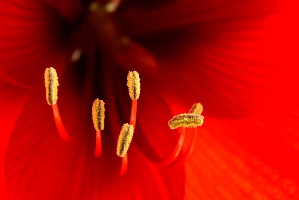 Amaryllis