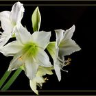 Amaryllis