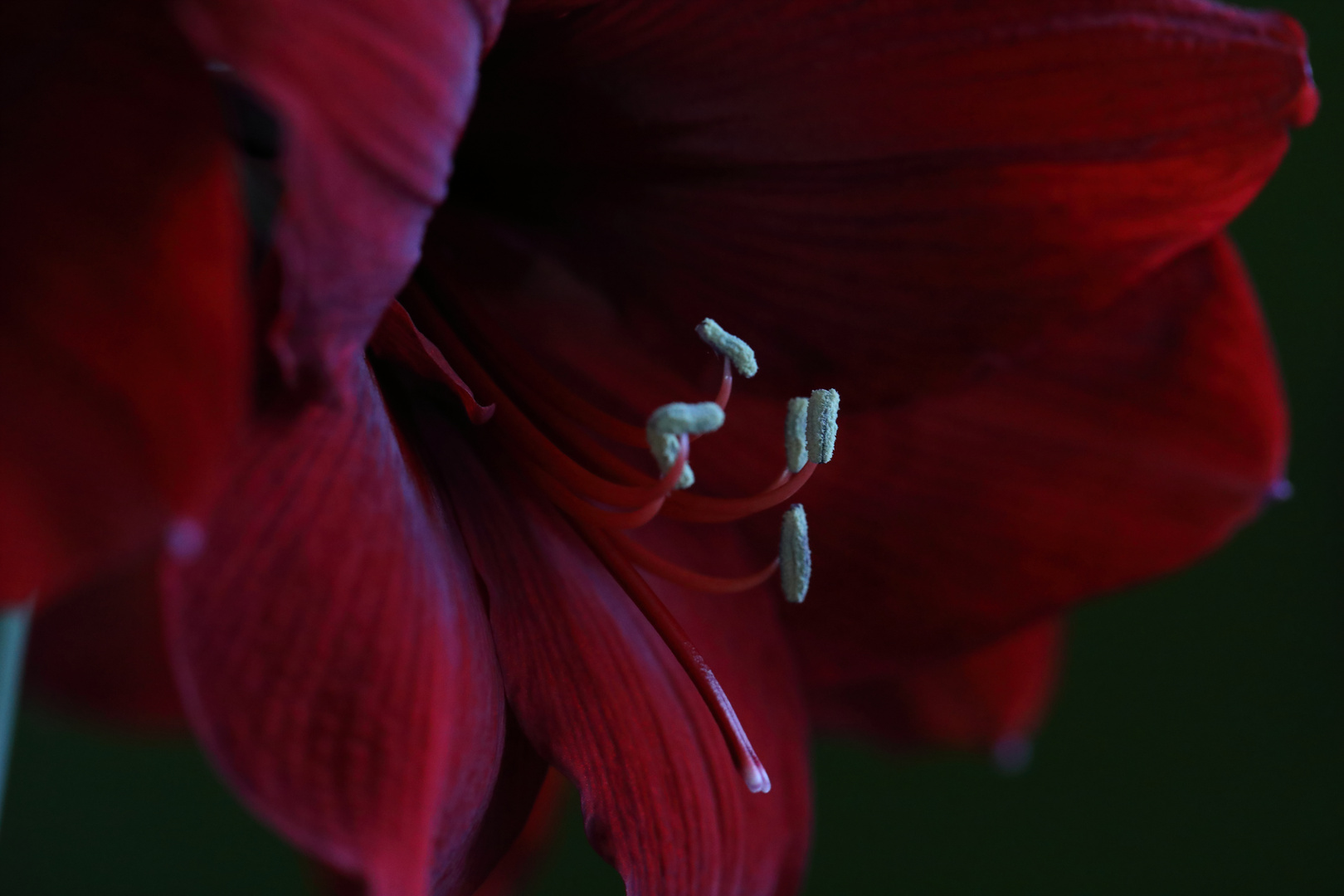 Amaryllis Canon EOS 5D IV -Lens EF 70-200 1:28 L IS II USM