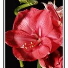 amaryllis