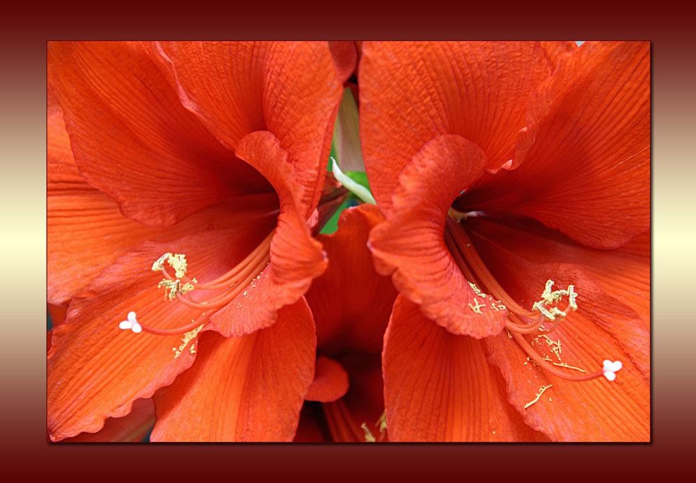 Amaryllis