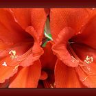 Amaryllis