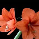 Amaryllis