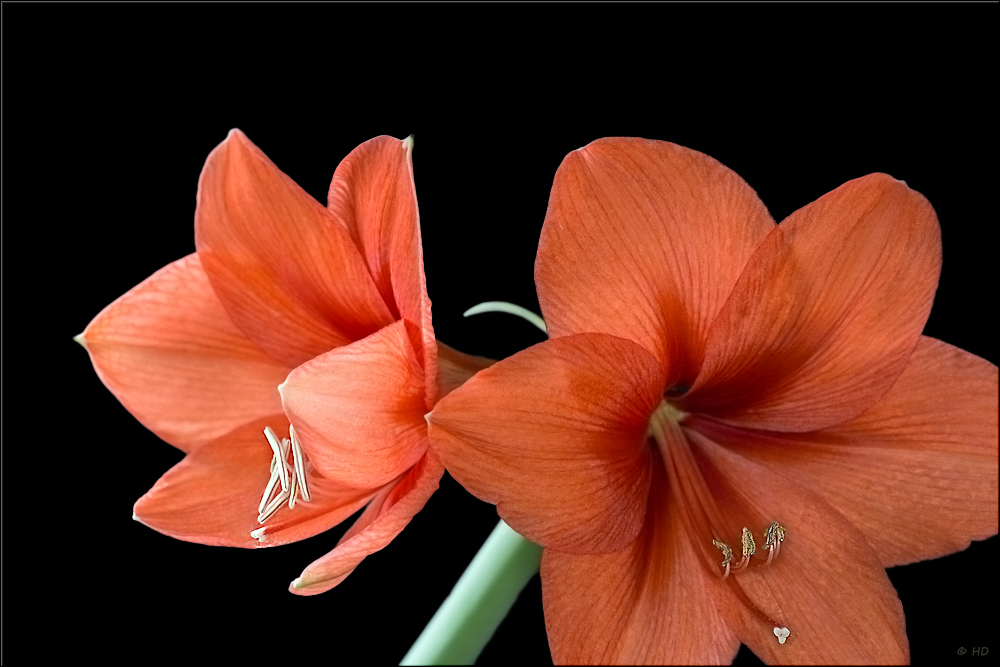 Amaryllis