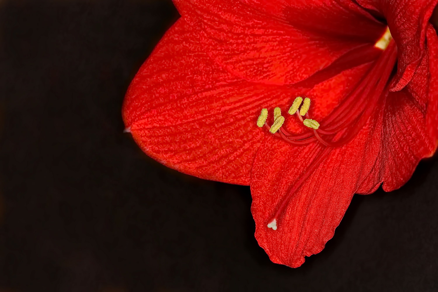 Amaryllis