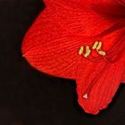 Amaryllis