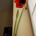 Amaryllis