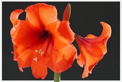 Amaryllis