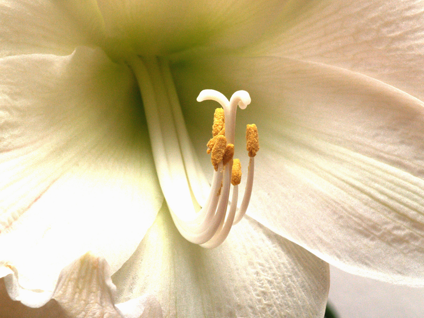 Amaryllis