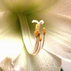 Amaryllis