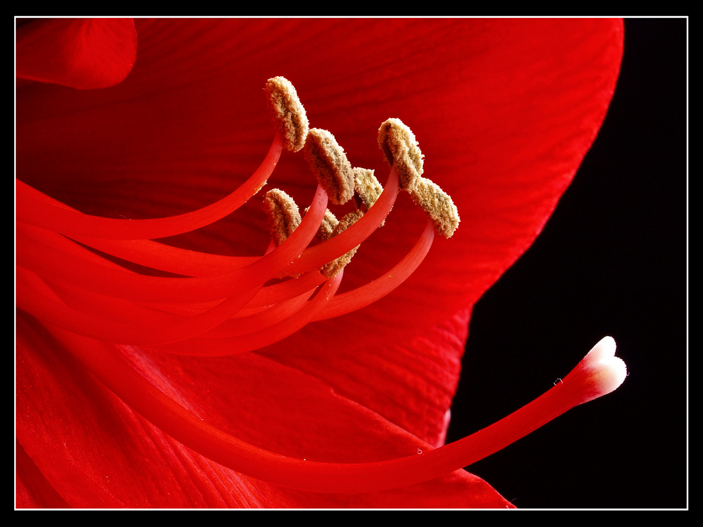 Amaryllis