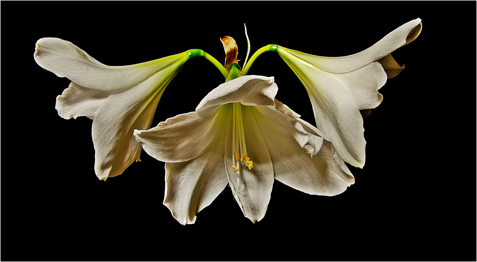 Amaryllis