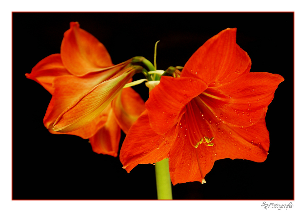 Amaryllis