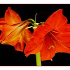 Amaryllis