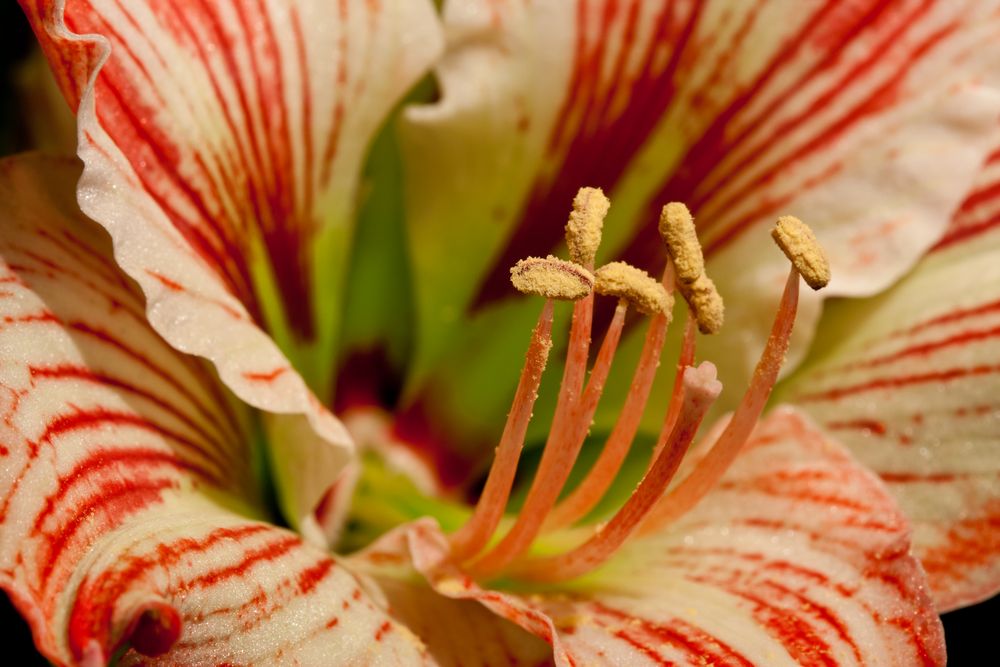 Amaryllis Charisma