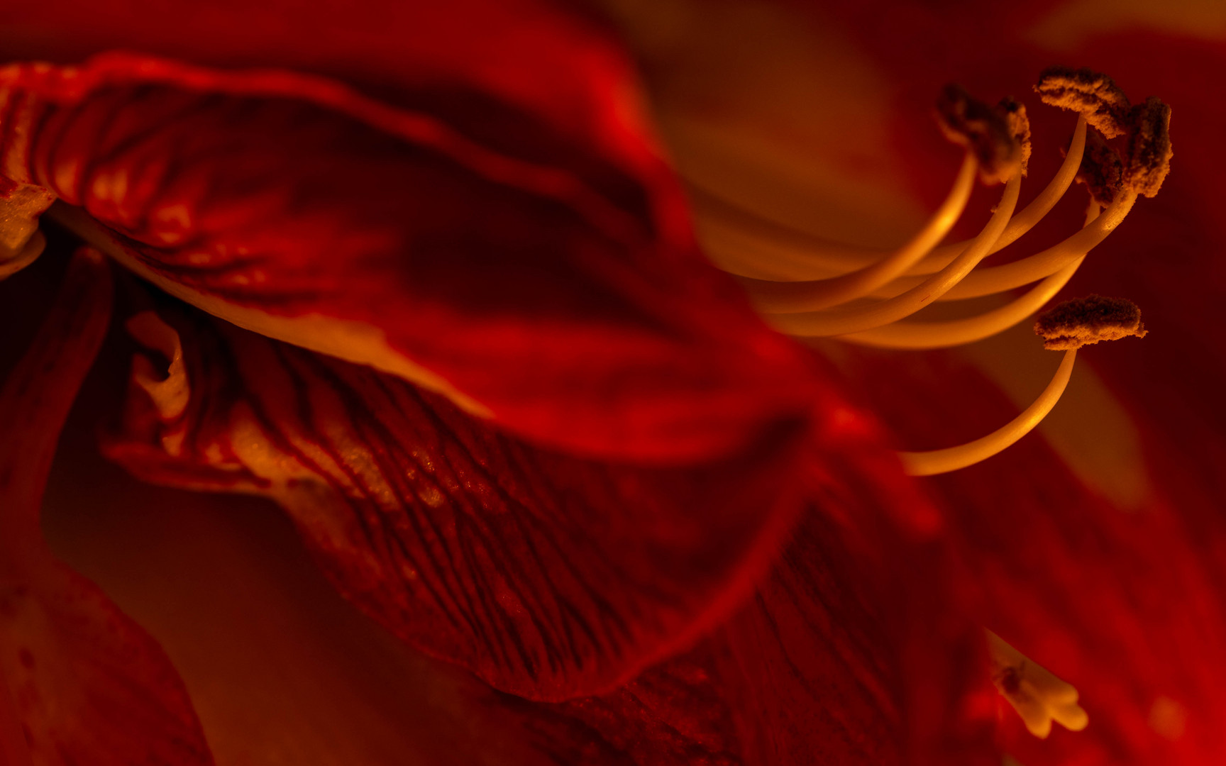 Amaryllis closeup