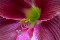 Amaryllis