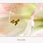 Amaryllis