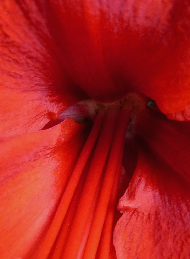 Amaryllis