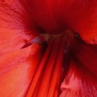 Amaryllis