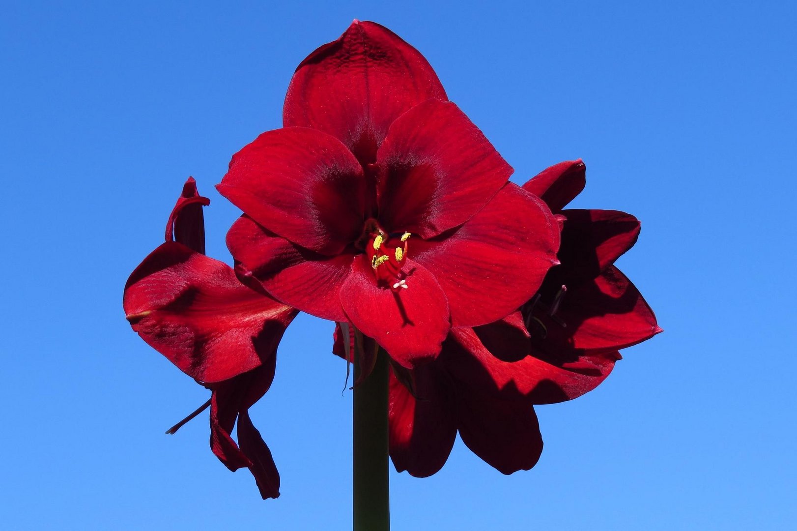 Amaryllis