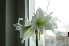 Amaryllis 