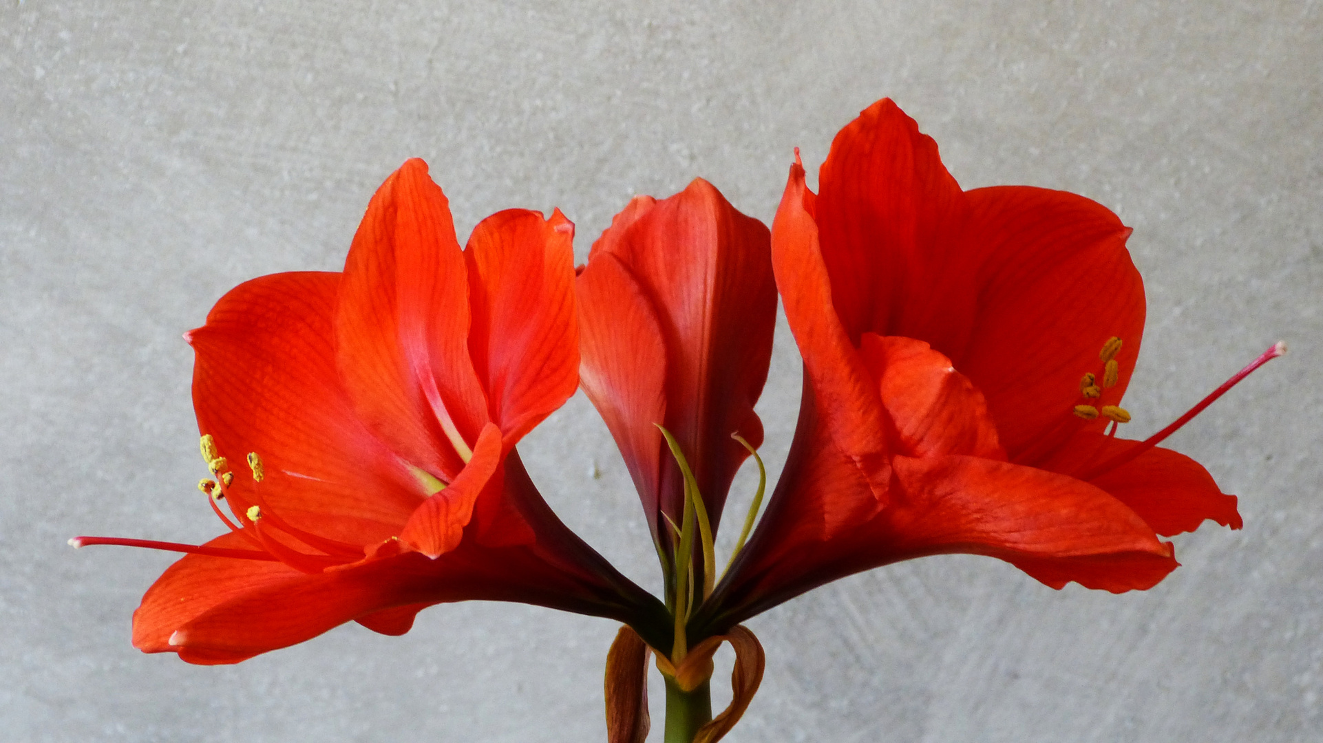 Amaryllis 