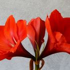 Amaryllis 