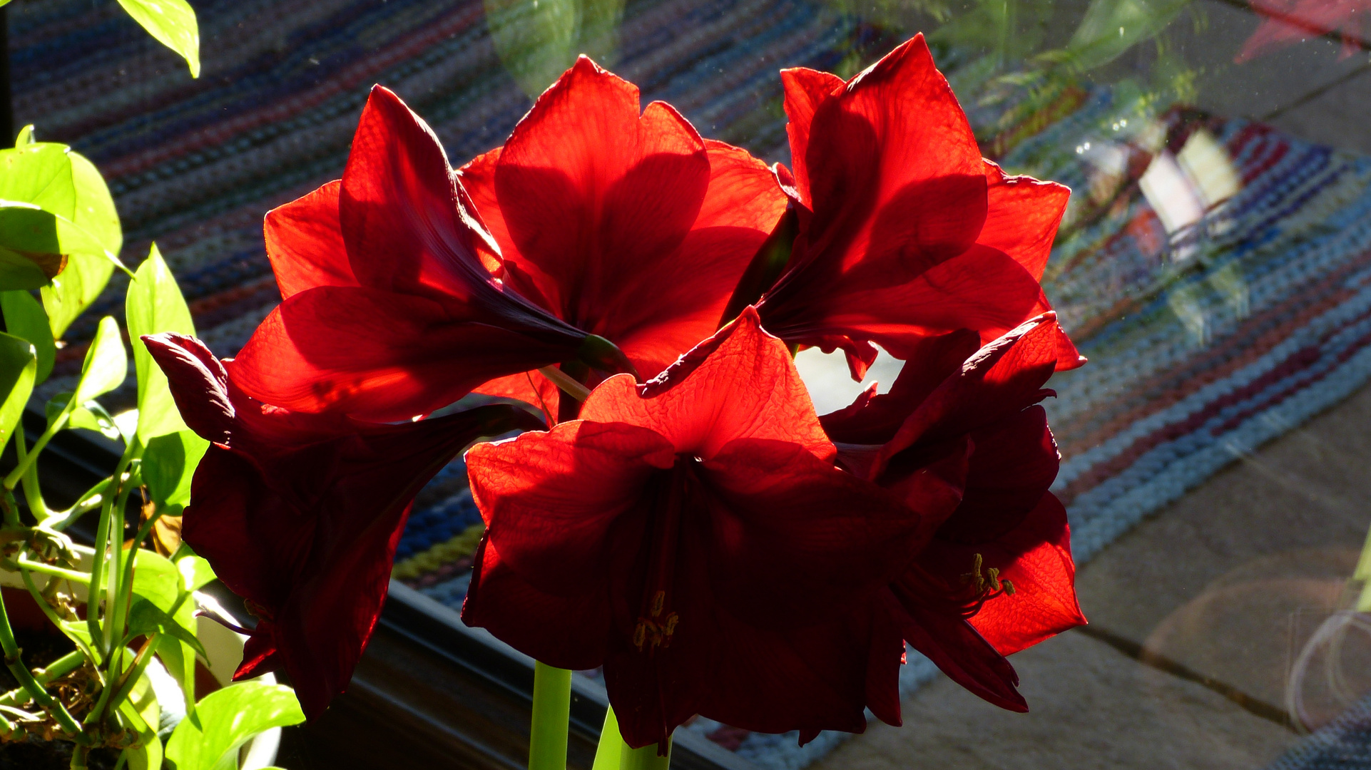 Amaryllis