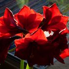 Amaryllis